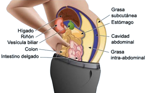 Tejido Adiposo Graso Organos Abdomen Mesodermo Nuevo