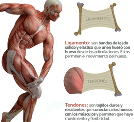 Tendones Ligamentos Huesos Mesodermo Nuevo