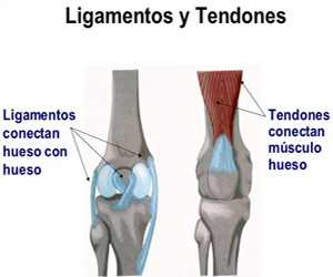 Tendones Ligamentos Conexion Huesos Mesodermo Nuevo