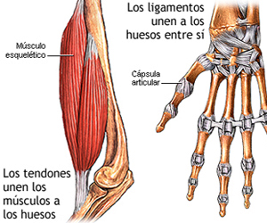 Tendones Ligamentos Musculos Huesos Mesodermo Nuevo