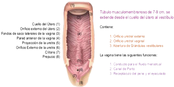 Vagina Anatomia Musculos