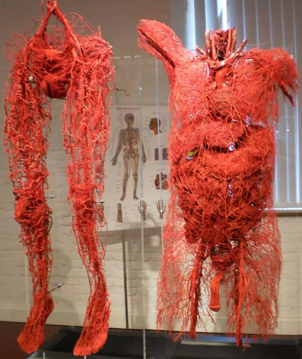 Arterias Venas Circuito Sistemico Real Sistema Circulatorio Sexos Mesodermo Nuevo