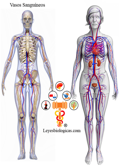 Arterias Venas Circuito Sistemico Sistema Circulatorio Sexos Mesodermo Nuevo