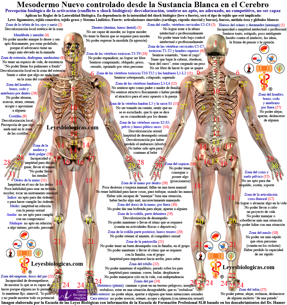 Shock Biologicos Conflictos Desvalorizacion Aptitud Mesodermo Nuevo Zona Cuerpo
