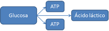Metabolismo Anaerobico Fermentacion Glucosa ATP Acido Lactico