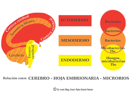 Microbios Cerebro Capas Embriologicas Cuarta Ley Biologica Hamer