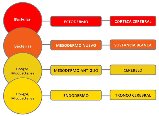 Microbios Zonas Cerebro Capas Embriologicas Cuarta Ley Biologica Hamer