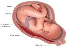 Feto Dentro Utero Miometrio