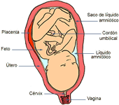 Feto Utero Miometrio