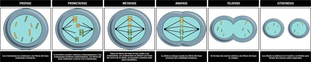 Mitosis Fases Replicacion Multiplicacion Celular