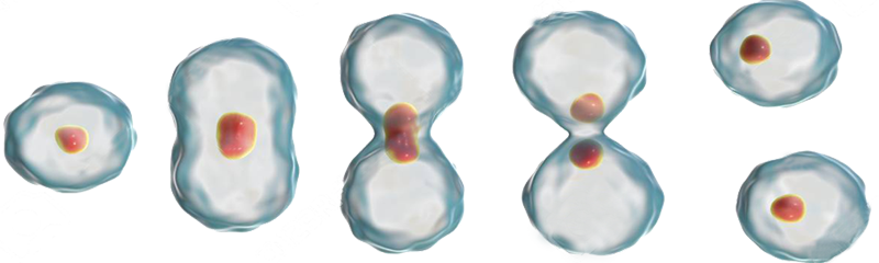 Mitosis Replicacion Multiplicacion Celular