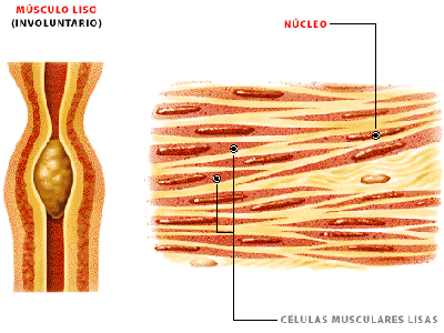 Celulas Musculares Lisas Musculo Liso Involuntario