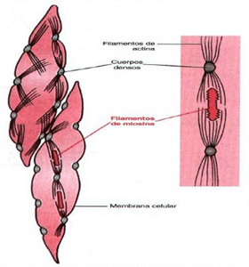 Celulas Musculatura Lisa