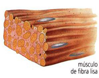 Musculo Fibra Lisa