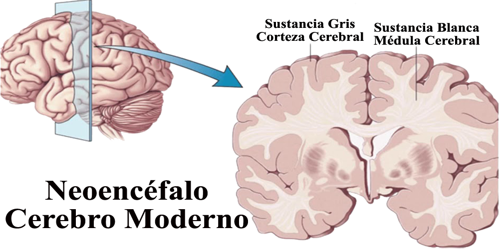 Neoencefalo Cerebro Modermo Sustancia Blanca Gris Corteza Medula Cerebral