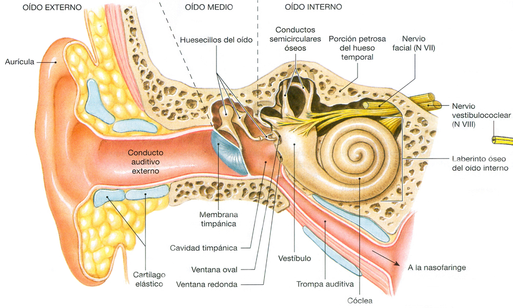 Oido Externo Medio Interno Anatomia