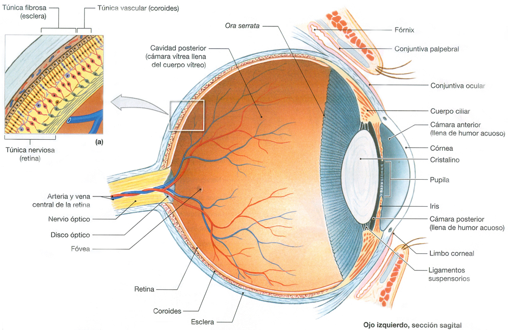 Ojo Izquierdo Anatomia Seccion Sagital
