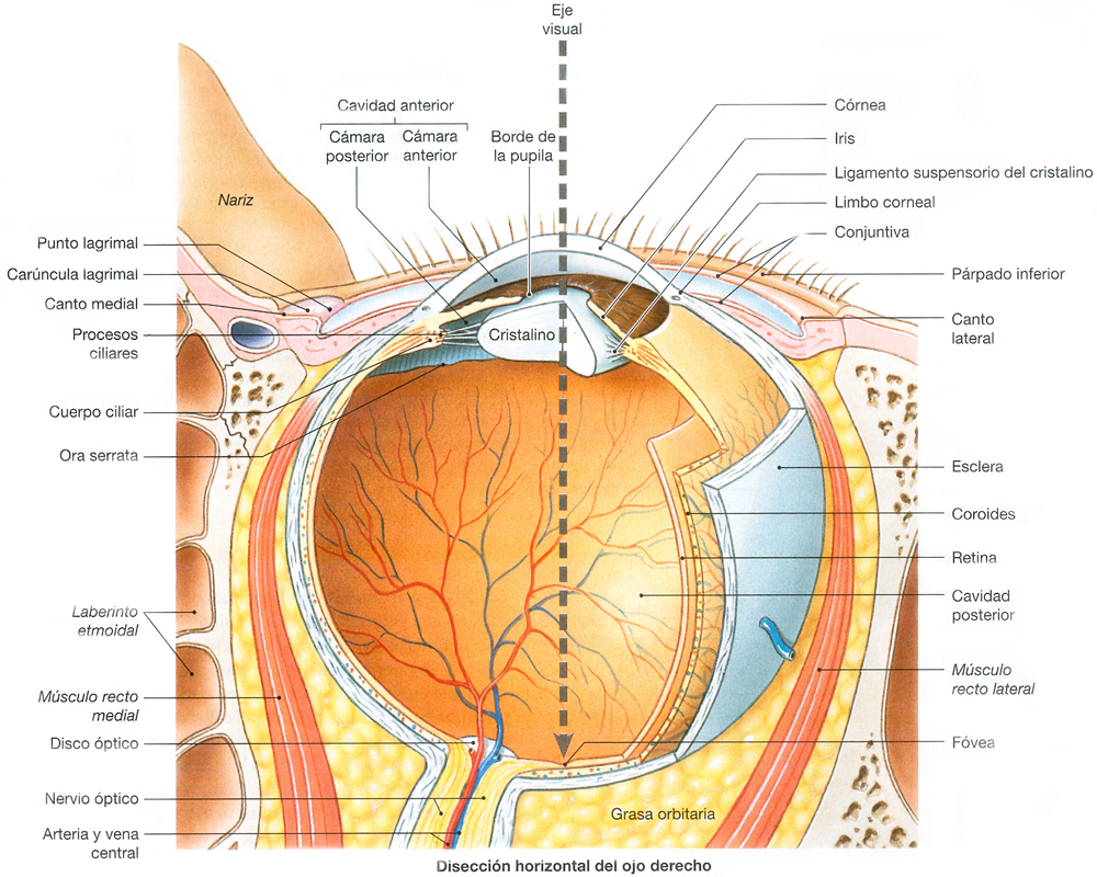 Ojo Derecho Anatomia Diseccion Horizontal
