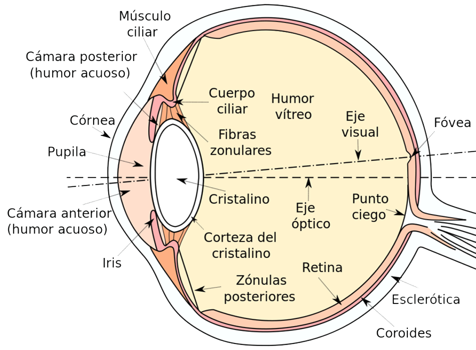 Ojo Vision Anatomia Organos Partes Entrada Luz Imagen