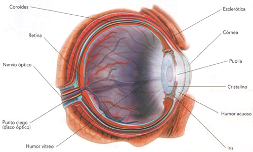 Ojo Anatomia Partes Organos Vision Anatomia