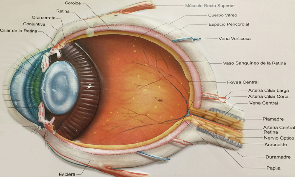 Ojo Nervio Optico Meninges Duramadre Piamadre Esclera Anatomia