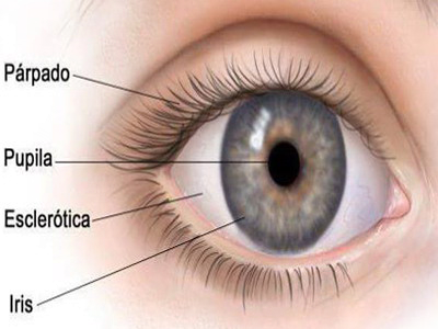 Ojo Parpado Pupila Esclerotica Iris