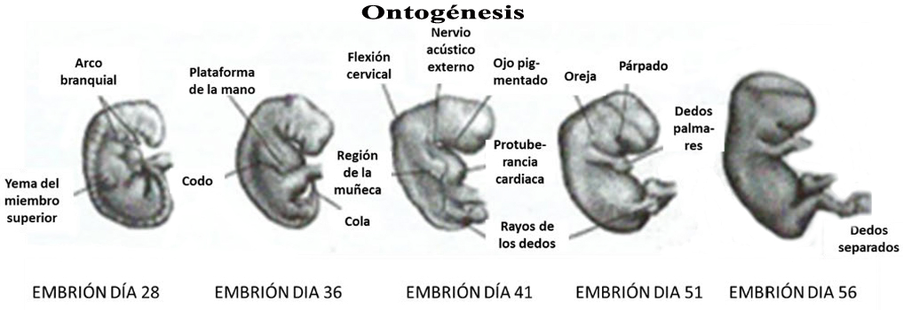 Ontogenesis Desarrollo Embrion Dias