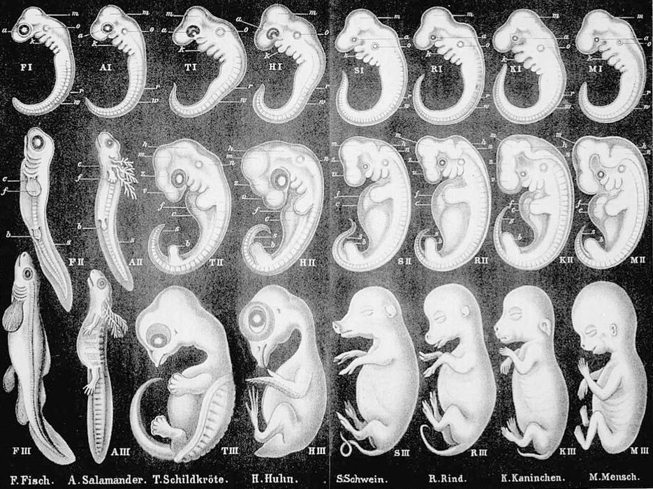 Onogenesis Filogenesis Desarrollo Embrion Feto Humano Evolucion Especies Animal