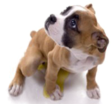 Perro Orinando