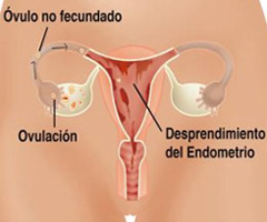 Ovulacion Ovulo No Fecundado Desprendimiento Endometrio Menstruacion
