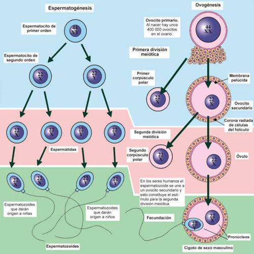 Espermatozoides Ovulos Espermatogenesis Ovogenesis