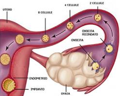 Ovulacion Salida Ovulo Fecundacion Trompa Falopio Implantacion Utero Endometrio
