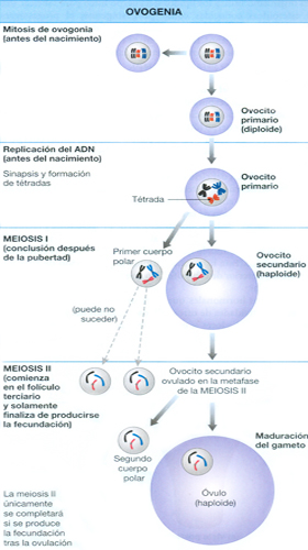 Ovogenia Meiosis Formacion Ovulo ADN Gameto