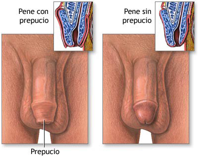 Pene Prepucio