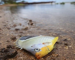 Pez Fuera Agua