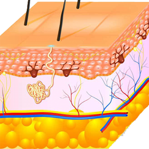 Piel Esquema Anatomia Capas Estratos Celulas