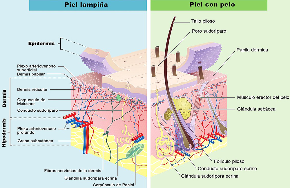 Piel Lampiña Pelo Anatomia Epidermis Dermis Hipodermis Glandulas