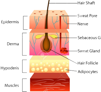 Piel Esquema Anatomia Capas Celulas Epidermis Dermis Hipodermis Musculos Pelo