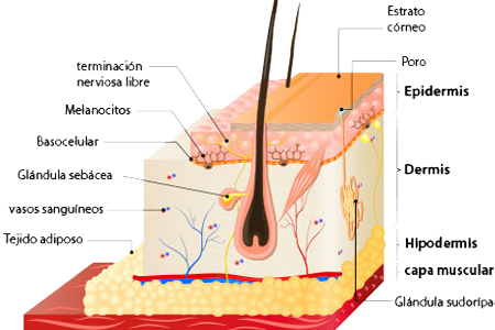 Piel Anatomia Capas Celulas Epidermis Dermis Hipodermis Musculos Pelo Glandulas Melanocitos