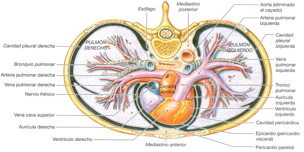 Pleura Pericardio Pulmones Corazon