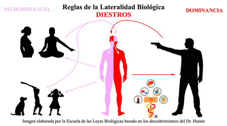 Reglas Lateralidad Biologica Dominancia Diestros