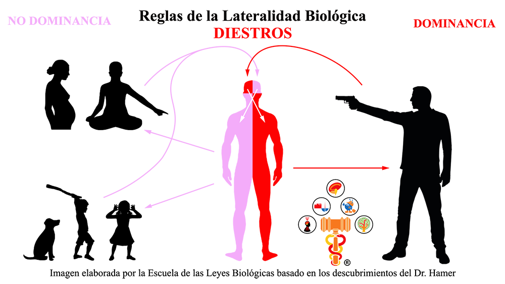 Reglas Lateralidad Biologica Dominancia Diestros