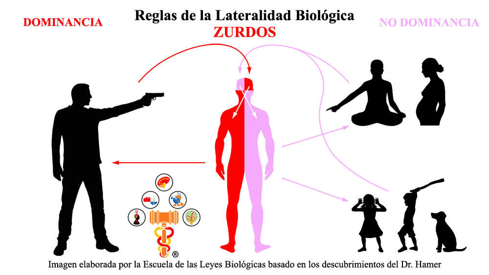 Reglas Lateralidad Biologica Dominancia Zurdos