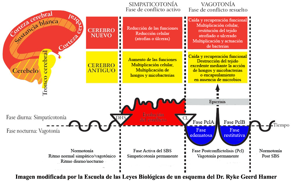 Fases SBS Secciones Cerebro Nuevo Antiguo Simpaticotonia Vagotonia