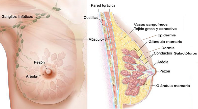 Seno Femenino Mama Anatomia Glandulas Conductos Pezon Areola 