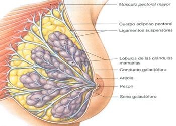 Seno Femenino Glandulas Mamarias Mama Conductos Galactoforos Anatomia