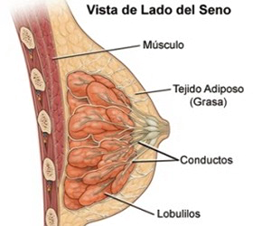 Seno Femenino Vista Lateral Glandulas Mamarias Mama Conductos Lobulillos Tejido Adiposo Grasa Musculo