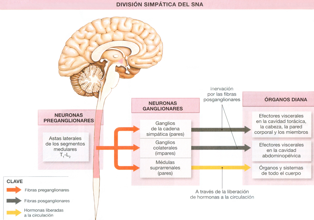 Sistema Nervioso Autonomo SNA Division Simpatica Neuronas Ectodermo