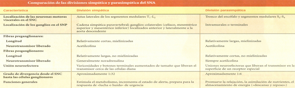 Comparacion Tabla Divisiones Sistema Nervioso SNA Simpatica Parasimpatica