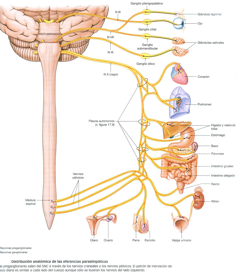 Sistema Nervioso Autonomo SNA Parasimpatico Vagotonico Organos Anatomia